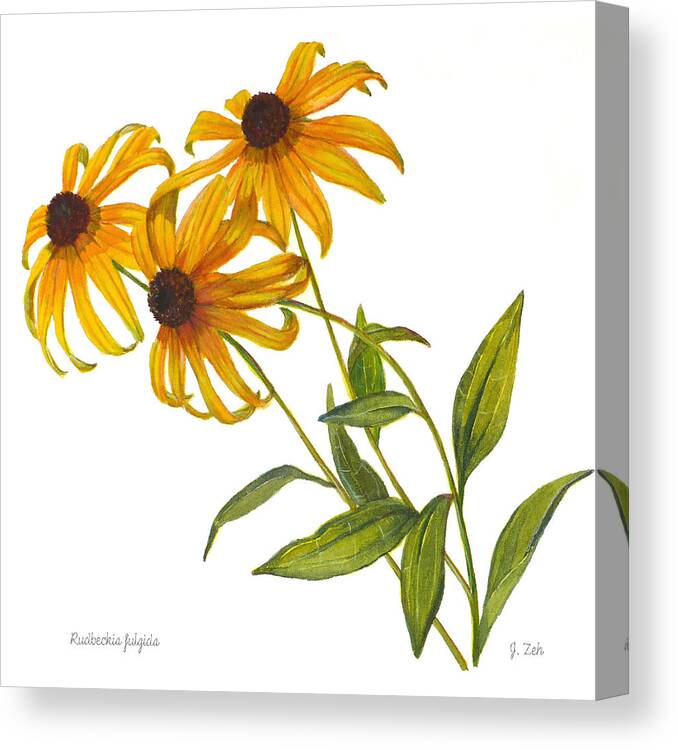 Black Eyed Susans Canvas Print featuring the painting Black eyed Susan - Rudbeckia fulgida by Janet Zeh