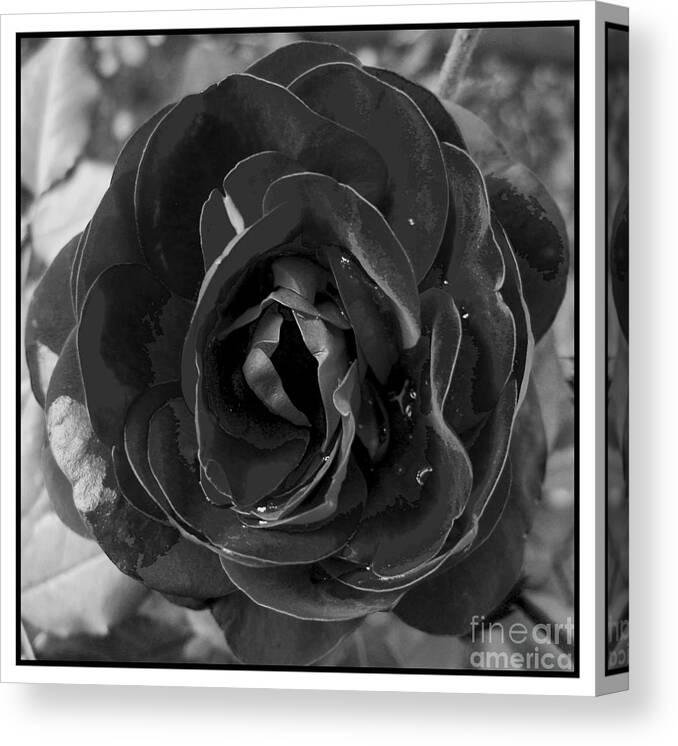 Awakened Canvas Print featuring the photograph Black Rose by Nina Ficur Feenan