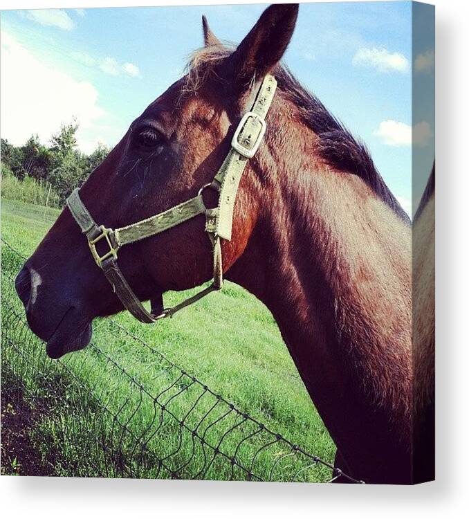 Pasture Canvas Print featuring the photograph Blazey's Pature Mate Hunter. Super by Craig Uszak