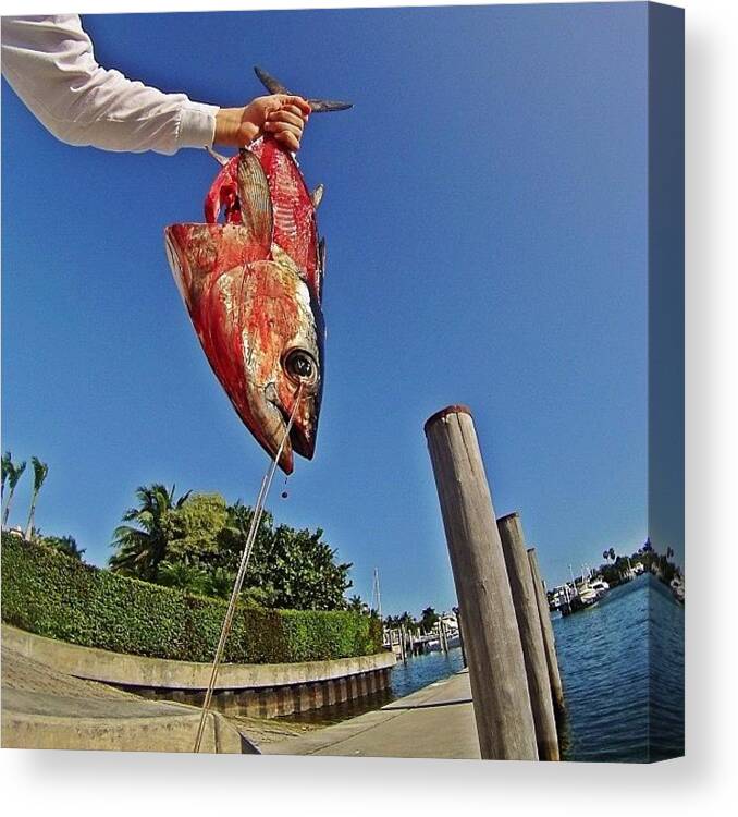Knot4play Canvas Print featuring the photograph Blood And Guts.... #gopro #bloody by Jason Spiewak