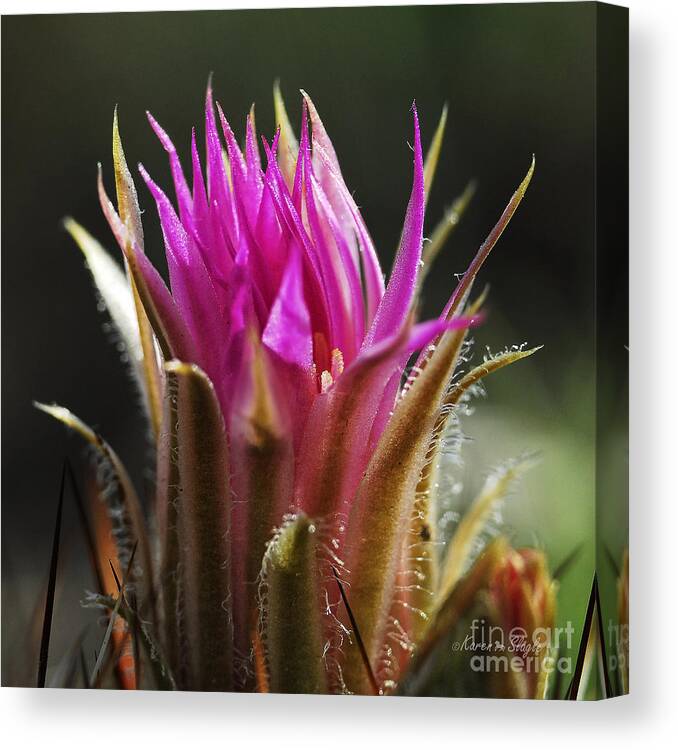 Barrel Cactus Canvas Print featuring the photograph Blooming Barrel Cactus by Karen Slagle