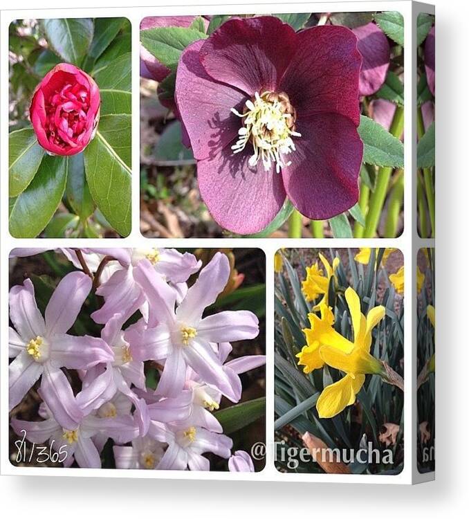 Garden Canvas Print featuring the photograph Blooming Today! #camilla #hellebore by Teresa Mucha
