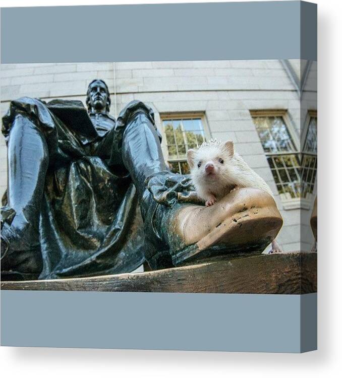 Blossomthehedgehog Canvas Print featuring the photograph Blossom And John Harvard Welcome The by Derek Kouyoumjian