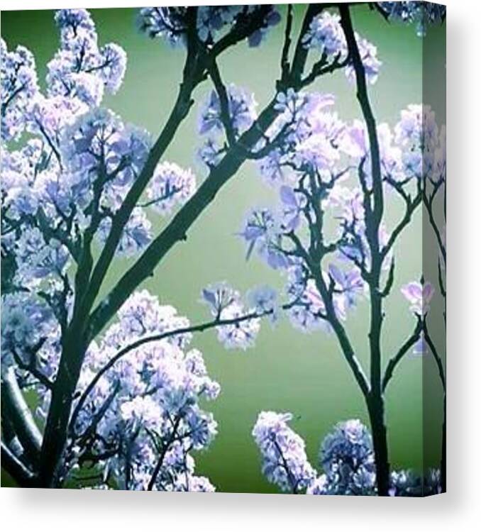 Blossom Tree Trees Plants Petal's Nature Background Looking Up Pretty Earth Love Instalove Natural Green Beautiful Canvas Print featuring the photograph Blossom Tree by Candy Floss Happy