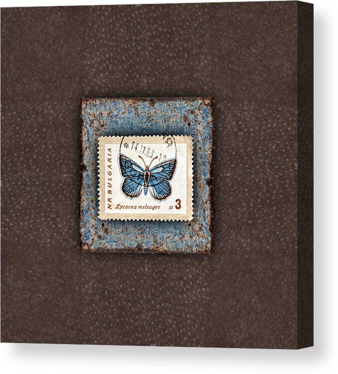 Butterfly Canvas Print featuring the photograph Blue Butterfly on Copper by Carol Leigh