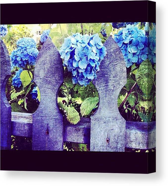 Blue Canvas Print featuring the photograph Blue Days by Ashley Irwin