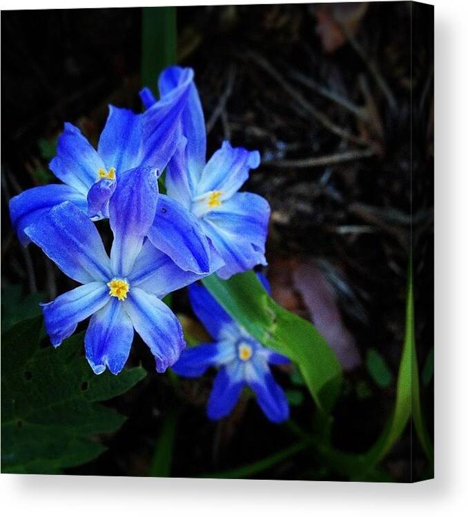 Blue Canvas Print featuring the photograph #blue #flower #flowers #plant #spring by Joanna Hayes