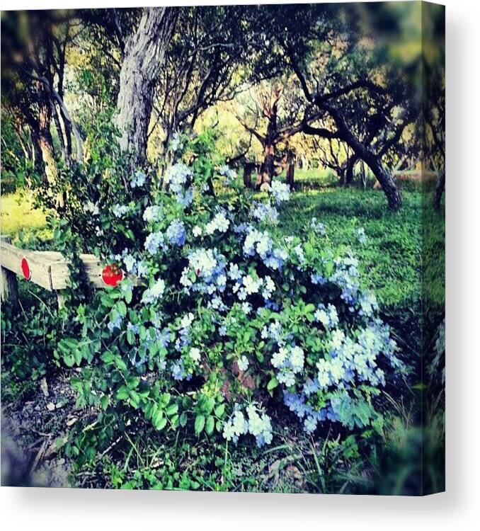 Garden Canvas Print featuring the photograph Blue Flowers On The Drive by Blake Kirby