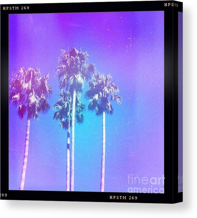 Palm Trees Canvas Print featuring the photograph Blue Palms by Denise Railey