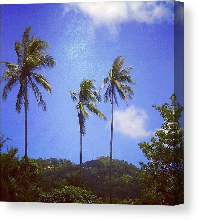 Balconyview Canvas Print featuring the photograph Blue Skies And Palm Trees #balconyview by Charlotte Irvine