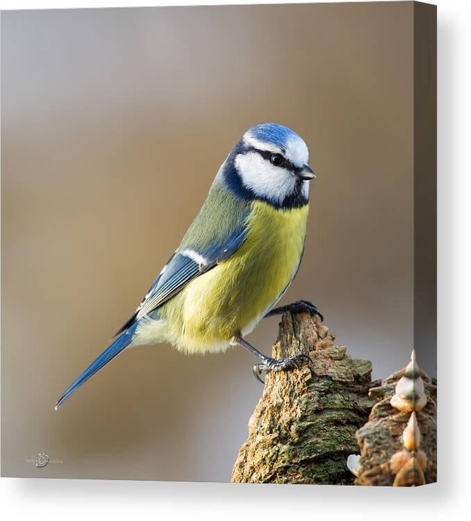 Blue Tit On Stub Canvas Print featuring the photograph Blue Tit on Stub by Torbjorn Swenelius
