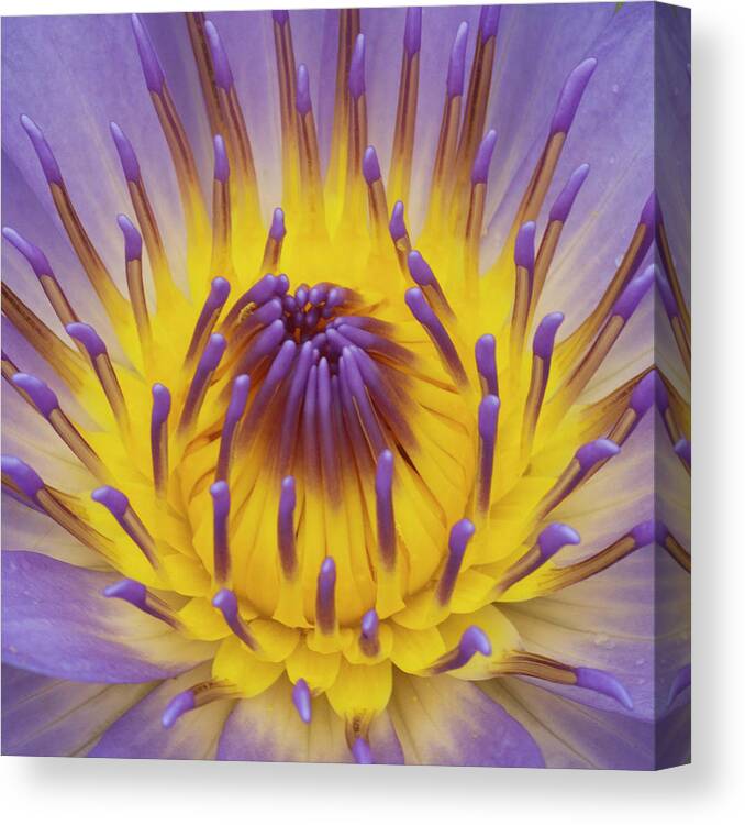 Water Lily Canvas Print featuring the photograph Blue Water Lily by Heiko Koehrer-Wagner