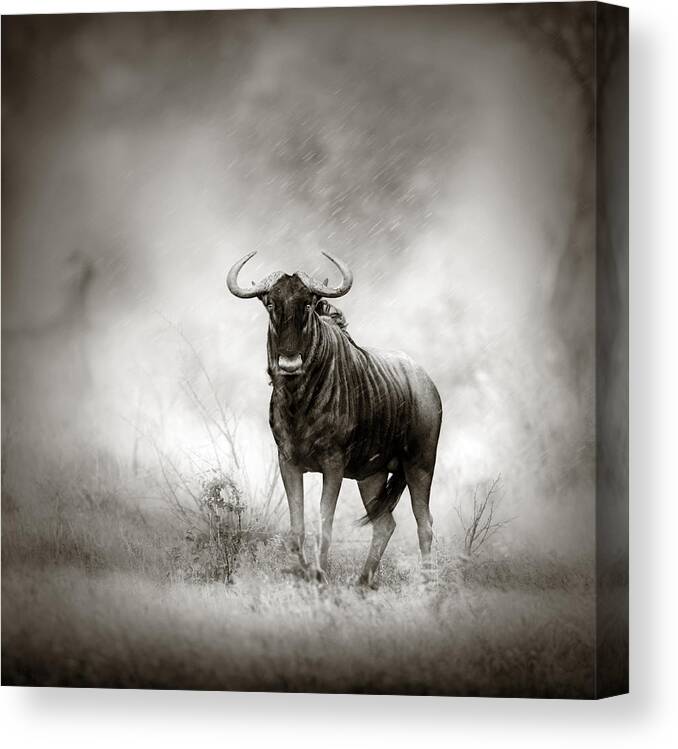 Blue Canvas Print featuring the photograph Blue Wildebeest in rainstorm by Johan Swanepoel