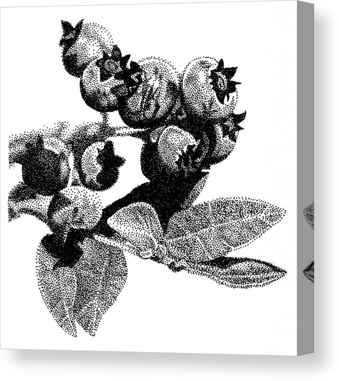 Still Life Canvas Print featuring the drawing Blueberry by Rob Christensen