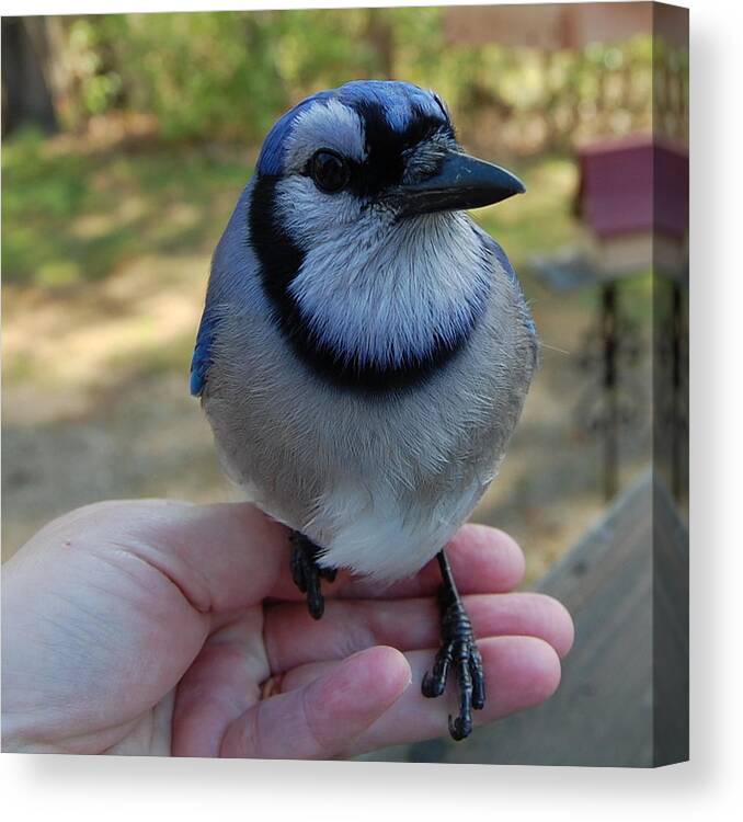 Bird Canvas Print featuring the photograph Bluejay by Mim White