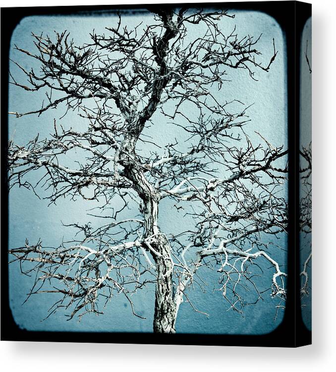 Abstract Canvas Print featuring the photograph Bonsai by Gary Heller