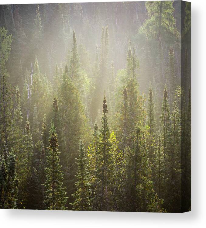 Boreal Canvas Print featuring the photograph Boreal Morning by Jakub Sisak