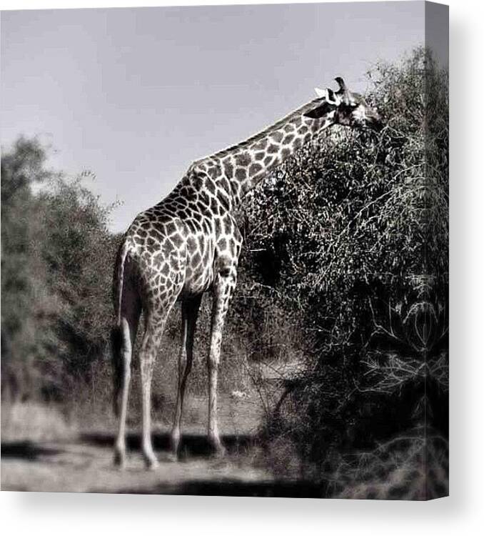 Amazing Canvas Print featuring the photograph #botswana #amazing by Caitlin Beagle