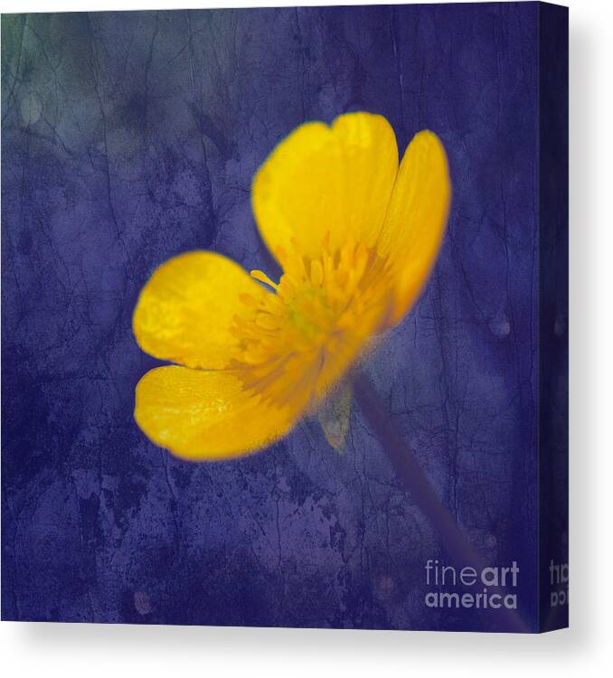 Flower Canvas Print featuring the photograph Bouton d Or - tb01c by Variance Collections