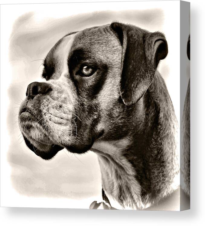 Adorable Canvas Print featuring the photograph Boxer Profile by Lana Trussell