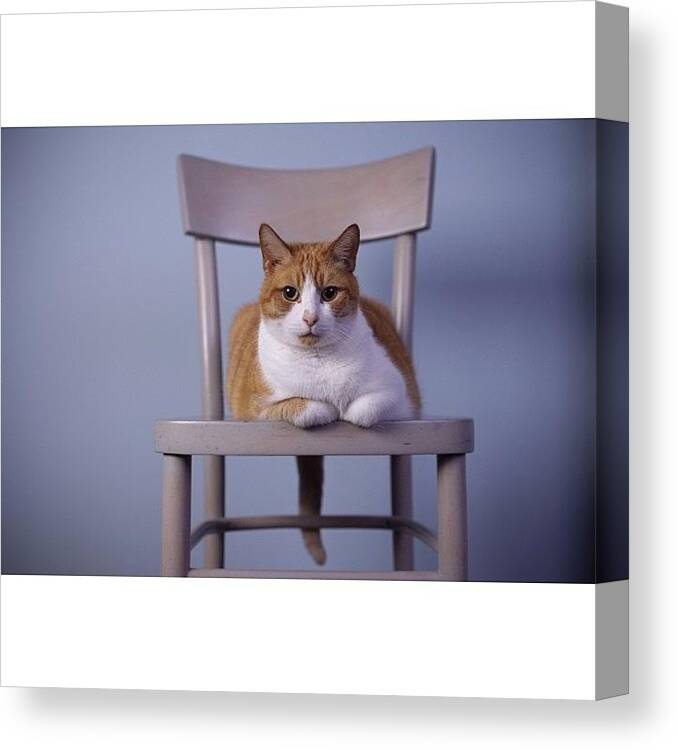 Cat Canvas Print featuring the photograph Bram As A Model #instagood #instagram by Arthur Geursen