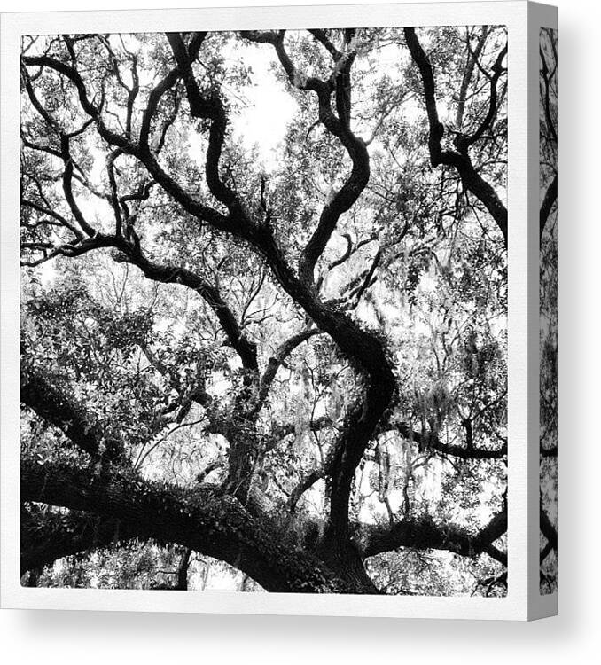 Tree Canvas Print featuring the photograph Branching Out by K Freiheit