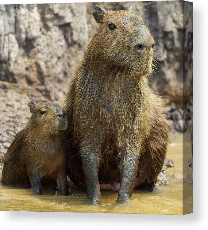 Brazil Canvas Print featuring the photograph Brazil A Capybara With Its Young by Ralph H. Bendjebar