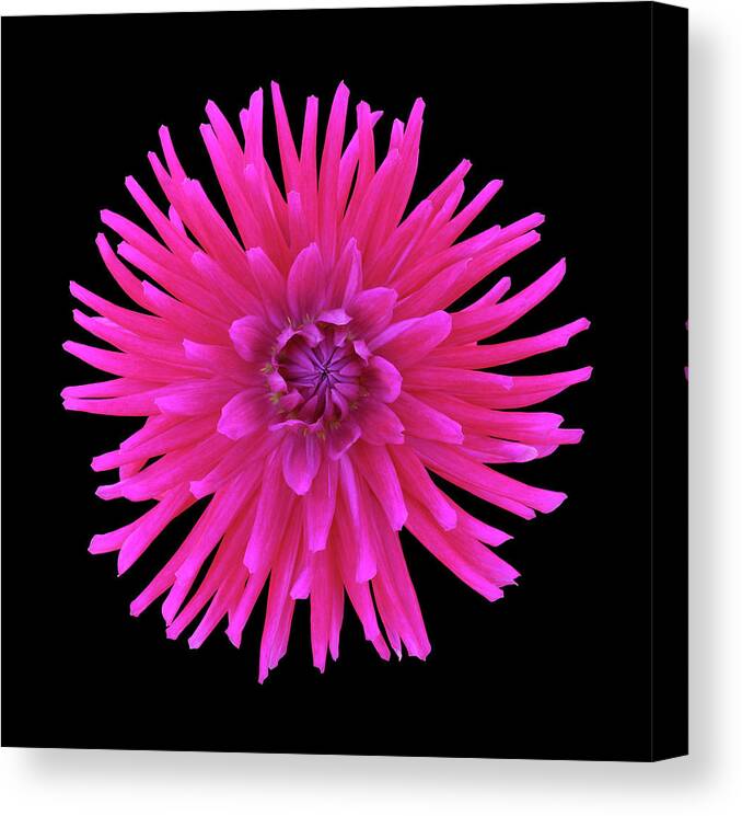 Haslemere Canvas Print featuring the photograph Bright Pink Cactus Dahlia On Black by Rosemary Calvert