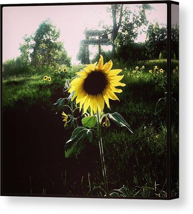 Igersoflouisiana Canvas Print featuring the photograph Brighten Your Day by Scott Pellegrin