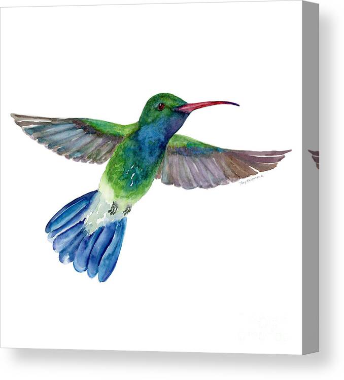 Bird Canvas Print featuring the painting BroadBilled Fan Tail Hummingbird by Amy Kirkpatrick