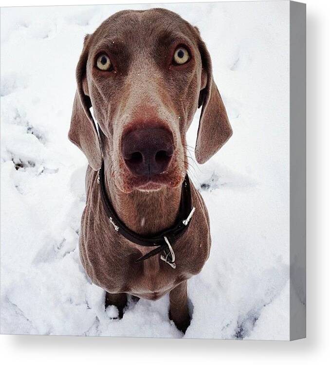 Beautiful Canvas Print featuring the photograph Brooke Loves The Snow! #weimaraner by Sam Marriott