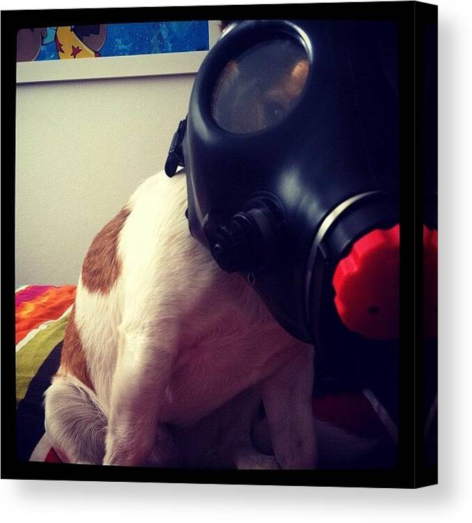 Bbhames Canvas Print featuring the photograph Buda In A Gas Mask by Emily Hames