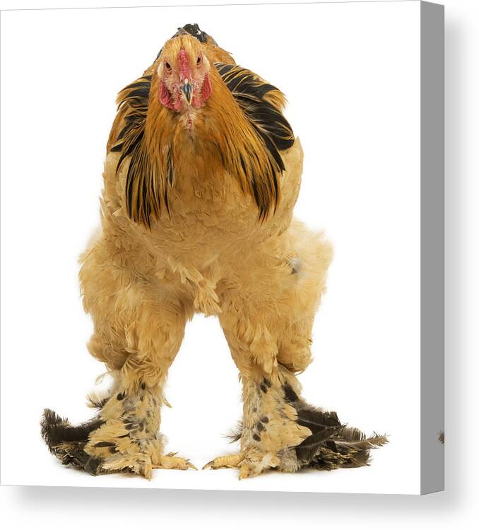 Chicken Canvas Print featuring the photograph Buff Brahma Chicken by Jean-Michel Labat