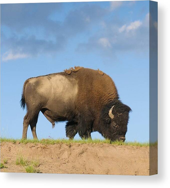 Buffalo; Wyoming Canvas Print featuring the photograph Buffalo In Yellowstone Park by Jeffrey Banke