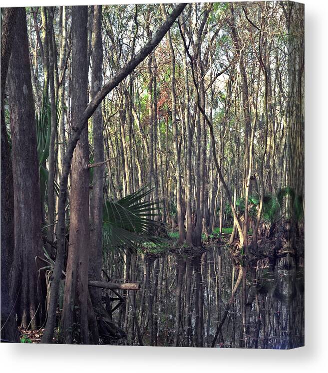 Chris Kusik Canvas Print featuring the photograph Bull Creek Swamp. by Chris Kusik