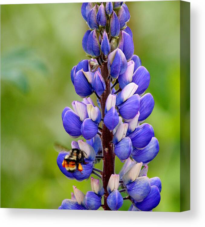 Bumble Bee Canvas Print featuring the photograph Bumble Bee and Lupine by Art Block Collections