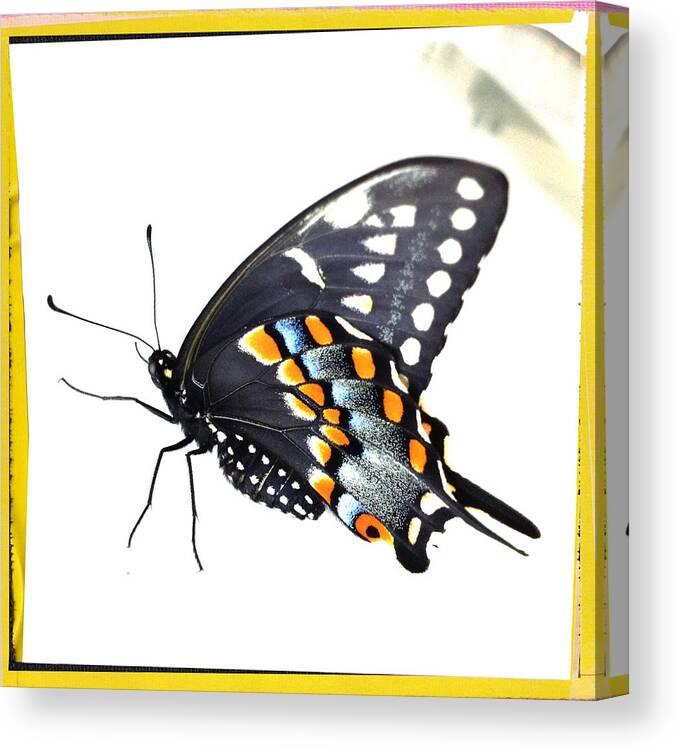 Butterfly Canvas Print featuring the photograph Butterfly Mellow Yellow by Dorian Hill