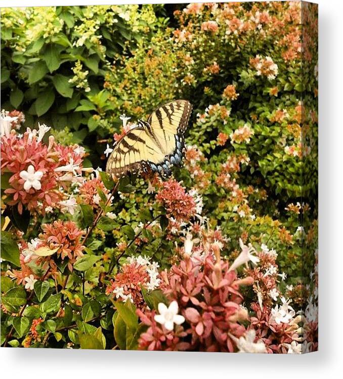 Butterfly Canvas Print featuring the photograph Butterfly...... Open Your Wings And Fly by Sandra Lira