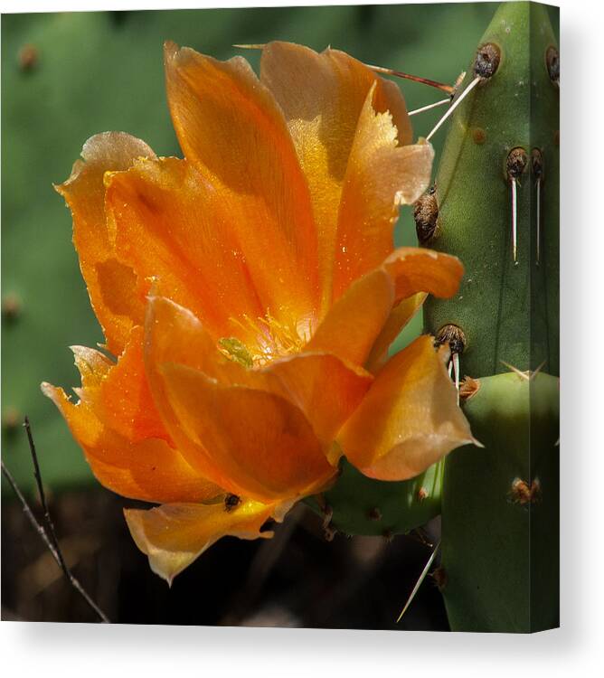 Cactus Canvas Print featuring the photograph Cactus Flower in Orange by Toma Caul