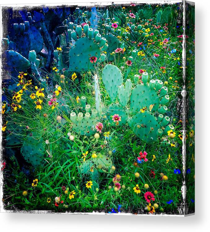 Flowers Canvas Print featuring the photograph Cactus Garden by Randy Green