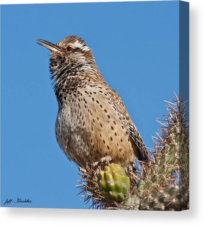 Animal Canvas Print featuring the photograph Cactus Wren Singing by Jeff Goulden