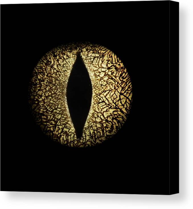 Mystery Canvas Print featuring the photograph Caiman Crocodiles Eye, Close-up by Jonathan Knowles