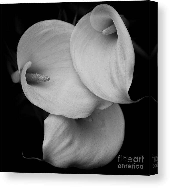 Calla Lily Canvas Print featuring the photograph Calla Lily by Carrie Cranwill