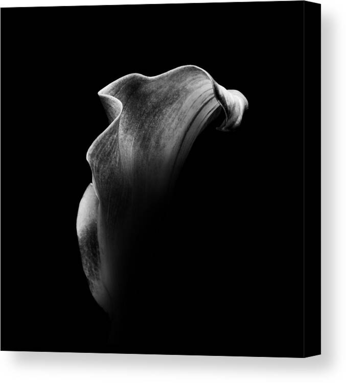 Black And White Canvas Print featuring the photograph Calla Lily by Mayumi Yoshimaru