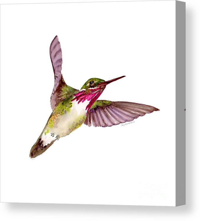 Bird Canvas Print featuring the painting Calliope Hummingbird by Amy Kirkpatrick