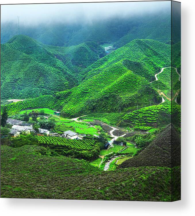 Tranquility Canvas Print featuring the photograph Cameron Highland by Lim Hee Peng
