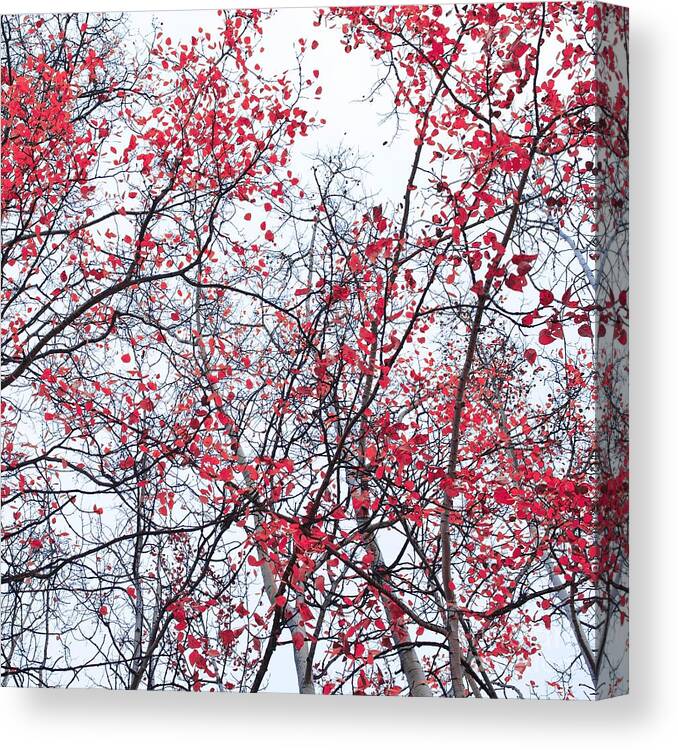 Red Canvas Print featuring the photograph Canopy Trees by Priska Wettstein