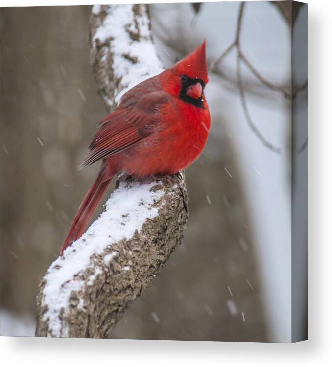 Cardinal Canvas Print featuring the photograph Cardinal In The Snow by Cathy Kovarik