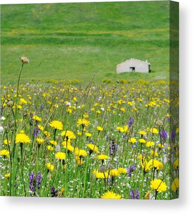 Love Canvas Print featuring the photograph Castelluccio by Emanuela Carratoni