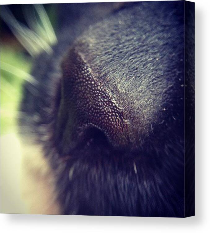 Iccloseups Canvas Print featuring the photograph Cat Nose by Nic Squirrell
